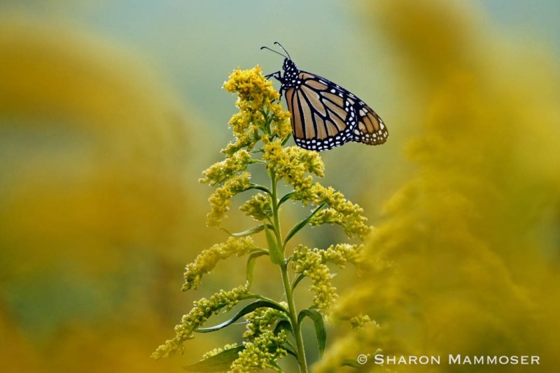 A field of goldenrod--a monarch's dream!
