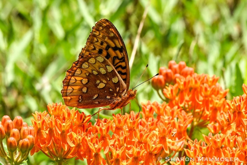 Fritillary on butterfly weed.