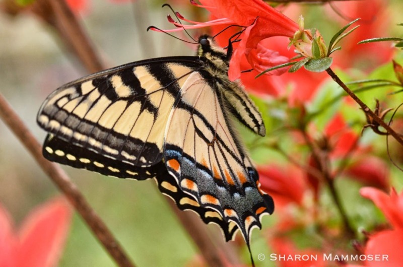 An Appalachian tiger swallowtail
