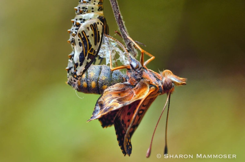A variegated fritillary emerging from its chrysalis.