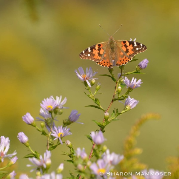 A painted lady in aster.