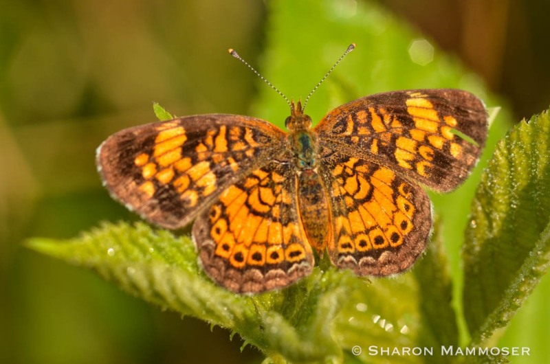 A pearl crescent butterfly.