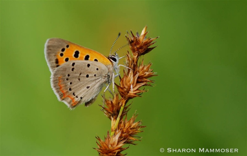W55-Mammoser-Butterfly-on-grass-VA_