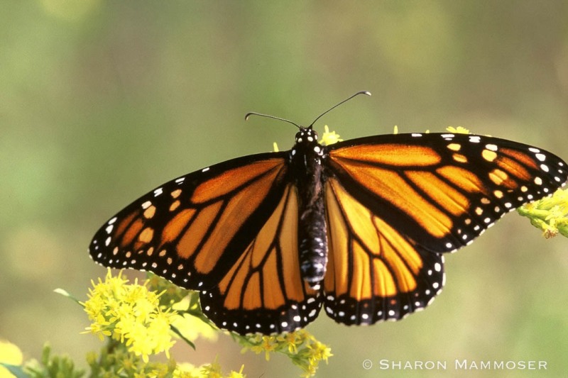 A female monarch butterfly