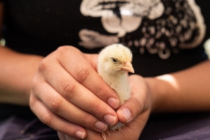 Chickens