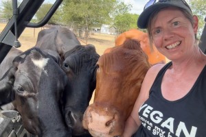 Dairy Cows