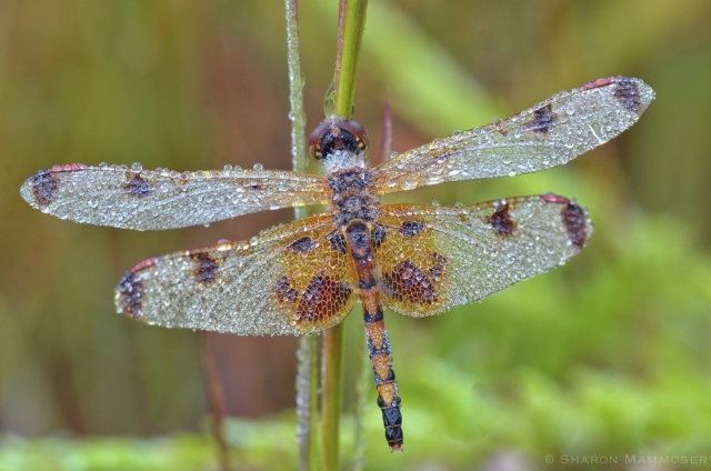 A dew covered Calico Pennant