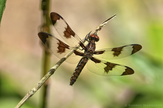 Common Whitetail Female Dragonfly
