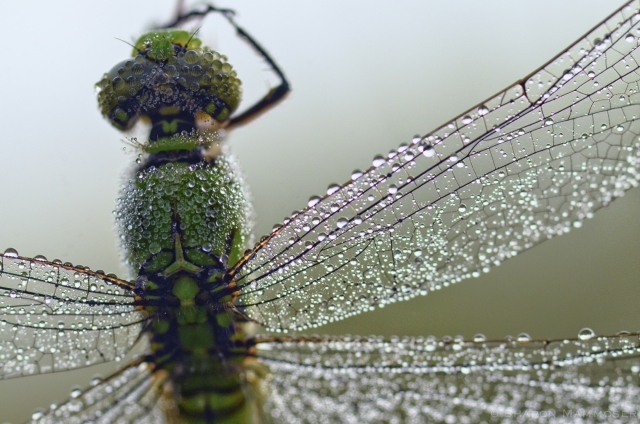 Wing Detail of a Dragonfly