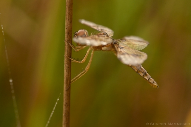 Eastern Amberwing Dragonfly Female