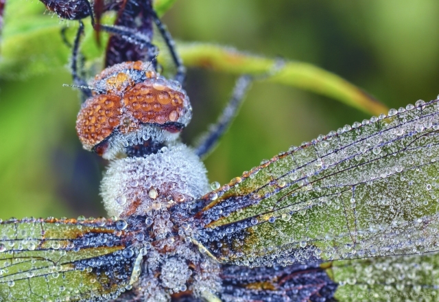 Dew-covered dragonfly