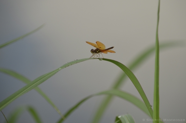 Amberwing in the grass