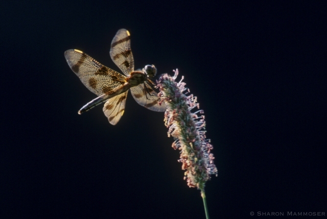 Backlit Dragonfly