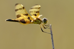 Dragonflies