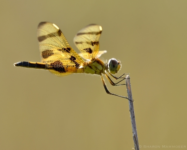 Sunlit Dragonfly