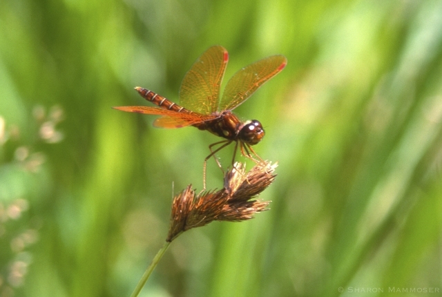 Eastern Amberwing Dragonfly Male
