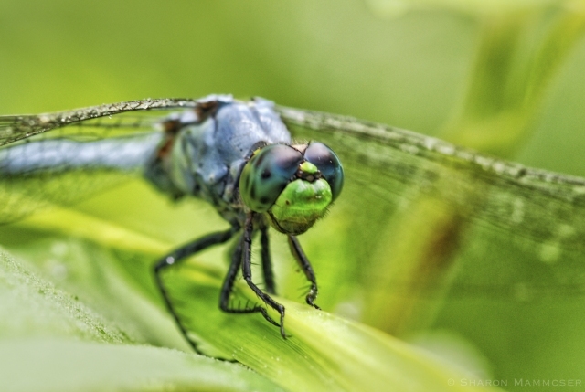 Closeup of a dragonfly