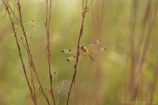 A Calico Pennant waits in the grass