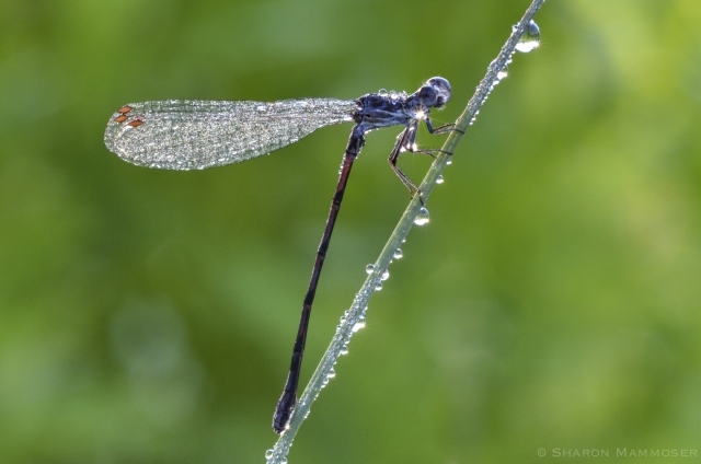 A Damselfly covered in dew