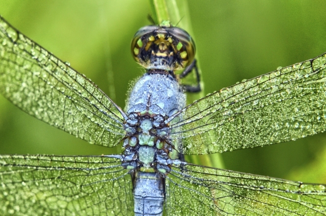 Male Eastern Pondhawk with dew-covered wings
