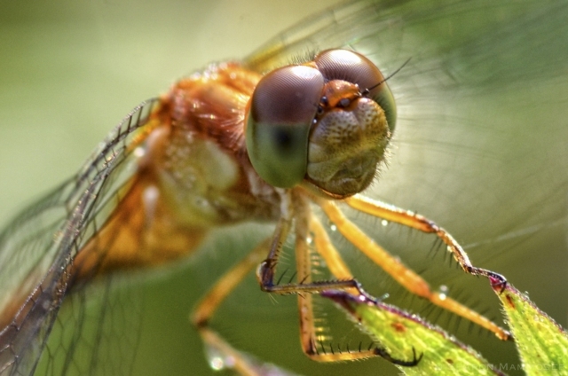 Closeup of Dragonfly eyes