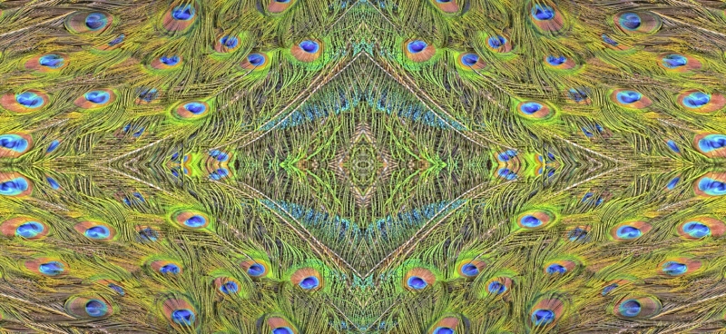 Peacock Collage