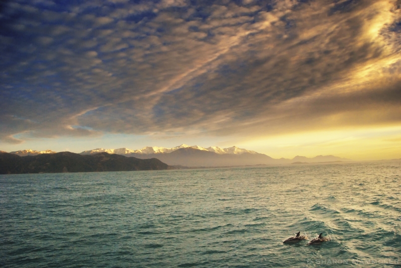 Two Dusky Dolphins in Kaikoura, New Zealand