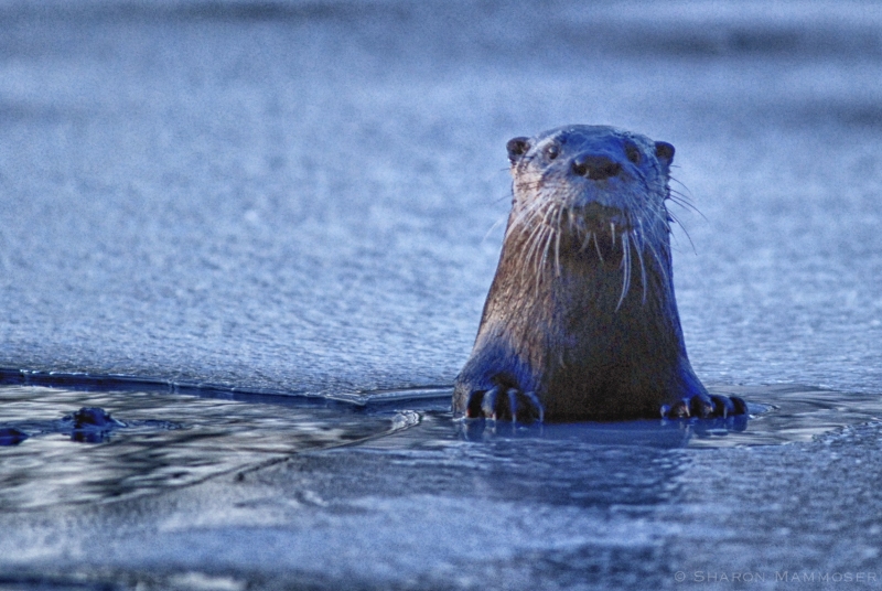 An Otter emerges from the river in New York