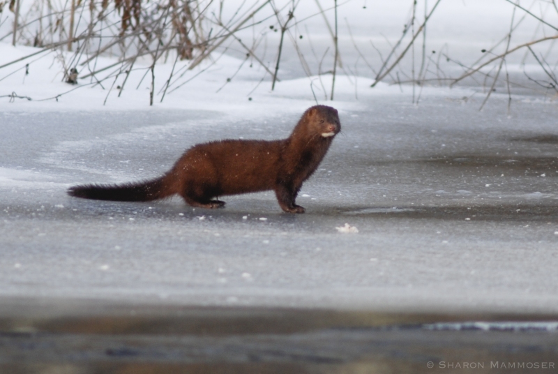 A Mink on the ice at the Great Swamp