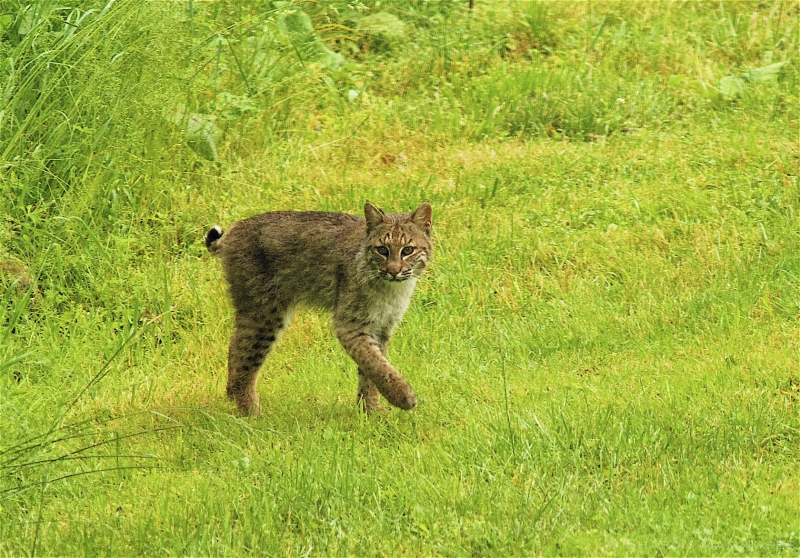 A Bobcat in New York State