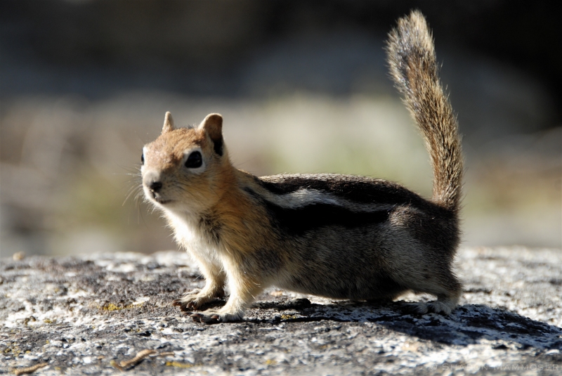 A Field Squirrel on the John Muir Trail