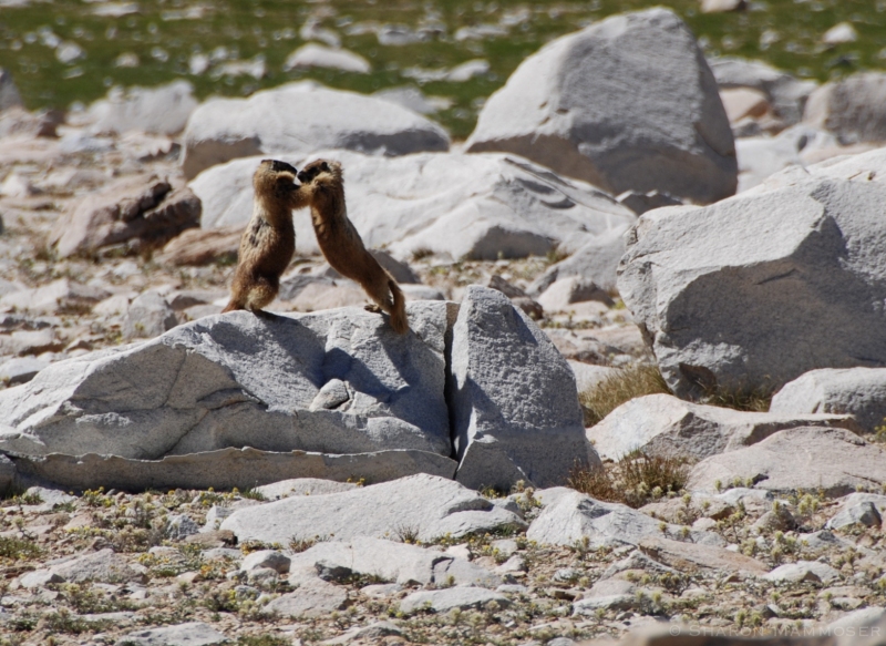 Two Marmots face off in California