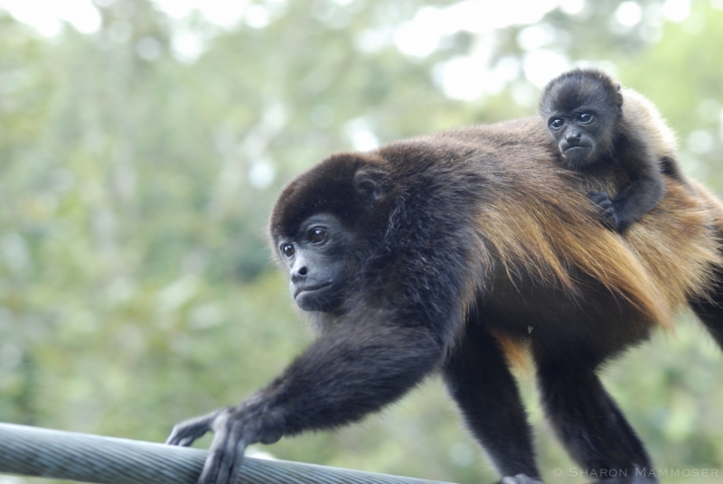 Monkeys crossing a bridge in Costa Rica