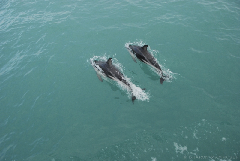 Two Dusky Dolphins in New Zealand