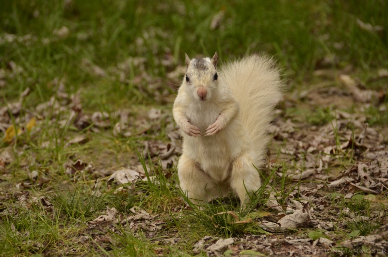 A White Squirrel in western NC