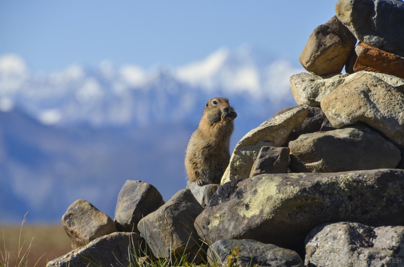 A Marmot on the rocks in Alaska