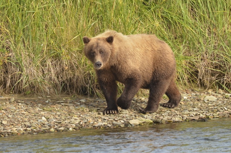 A Brown Bear in Katamai National Park, Alaska