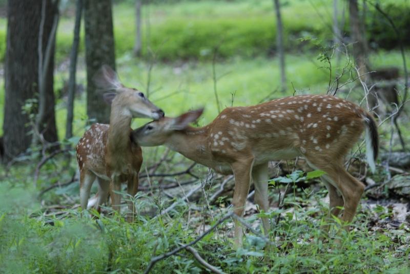 Two fawns groom each other in Virginia
