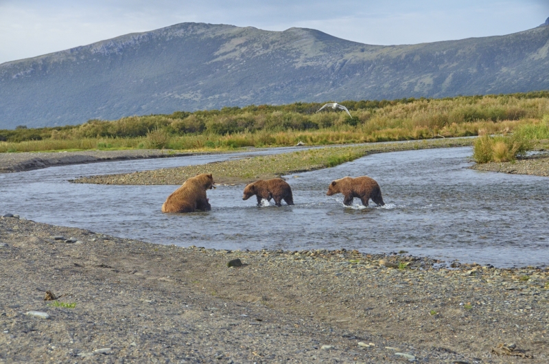 Three Brown Bears in Katmai National Park, Alaska