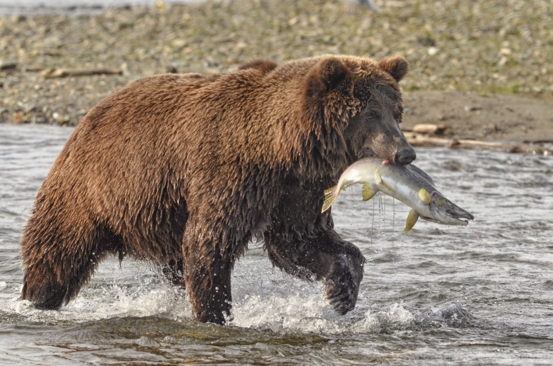 A Brown Bear snags a salmon in Alaska
