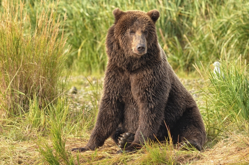 A Brown Bear resting in Alaska