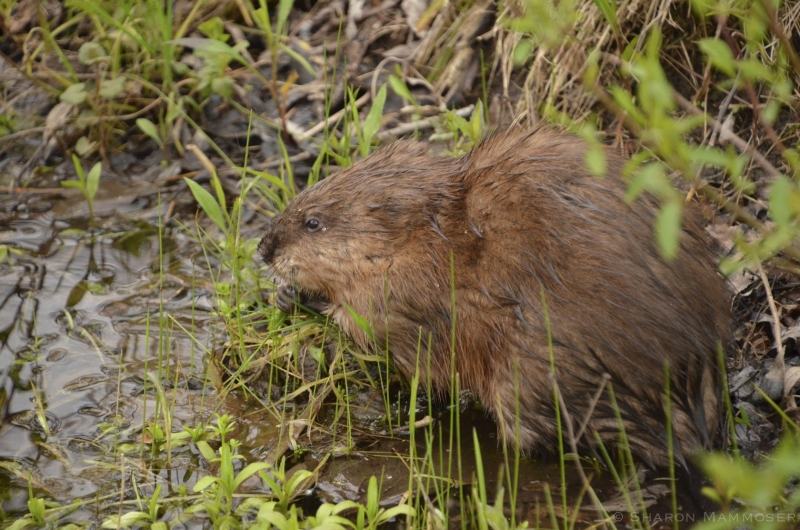 A Muskrat at a wetland in New York