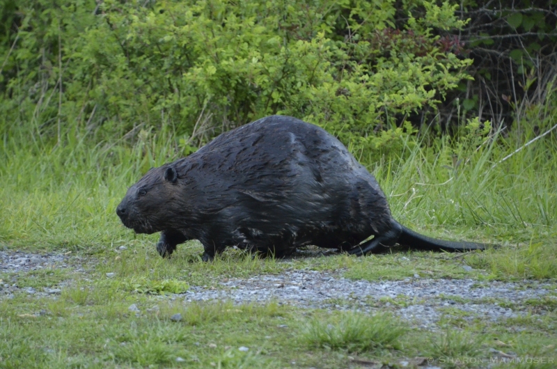 A Beaver crossing the trail in Reinstein Woods, New York
