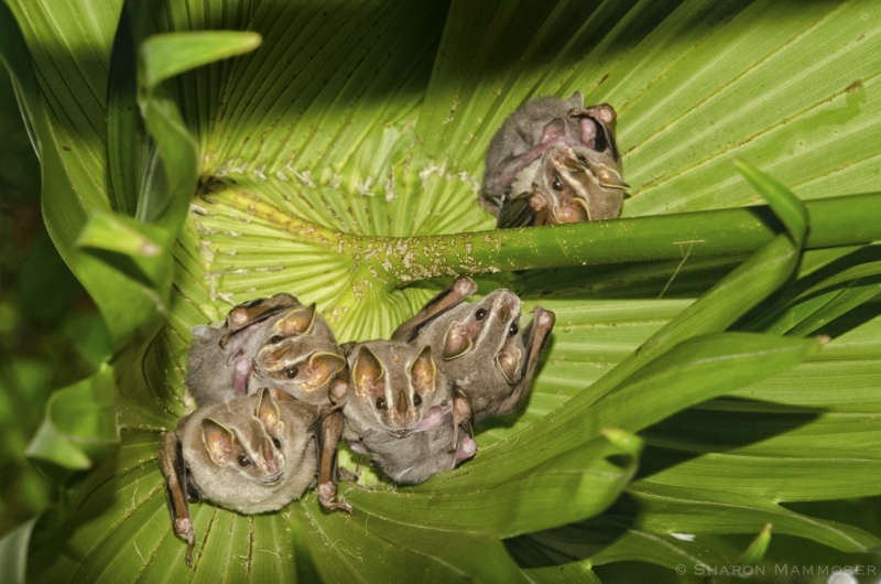 Leaf-Cutting Bats in Panama