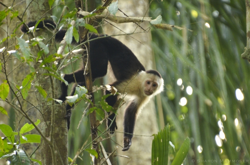 A curious monkey in Panama