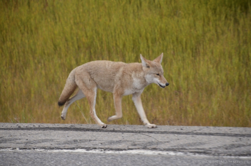 A Coyote jogs along the road in Canada