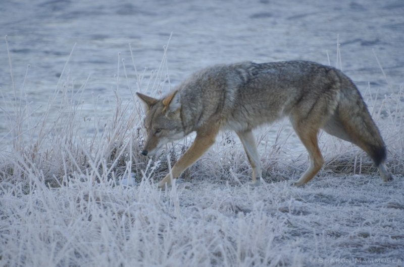 A Coyote hunting on a frosty morning