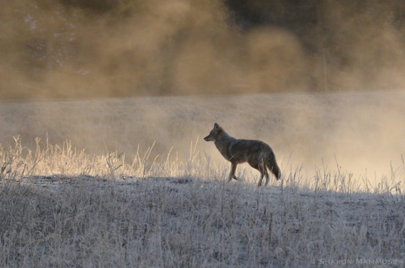 A Coyote in the Fog, Yellowstone National Park