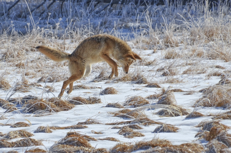 A mousing Coyote in Yellowstone National Park