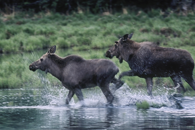 Two Moose chase each other at a small pond in Alaska